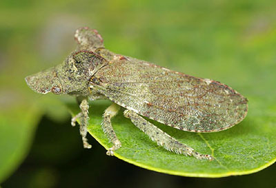 Ledra aurita - the largest British leafhopper at almost 2cm long &copy;Tristan Bantock