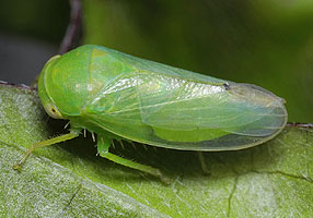 Batracomorphus allioni