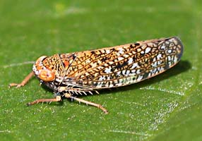 Orientus ishidae