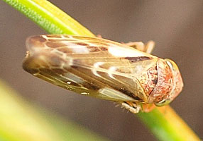 Pithyotettix abietinus