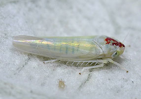 Zygina nivea