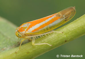 Alebra albostriella