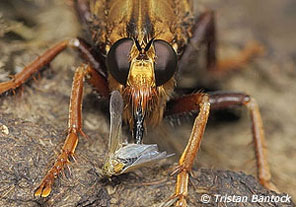 Hornet Robberfly Asilus crabroniformis