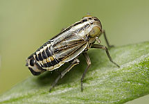 Eurybregma nigrolineata (brachypterous form)