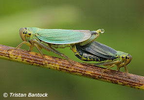 Cicadella viridis