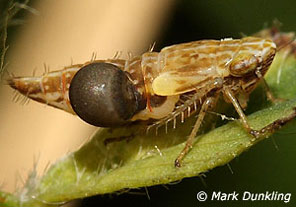 Nymph of Errastunus ocellaris with Dryinid larva