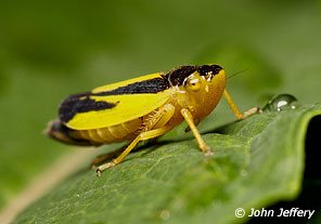 Evacanthus interruptus