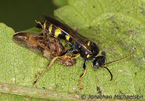 Solitary Wasp Gorytes sp