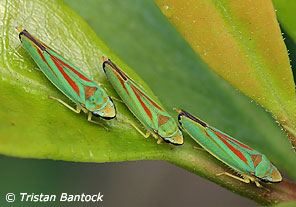 Graphocephala fennahi