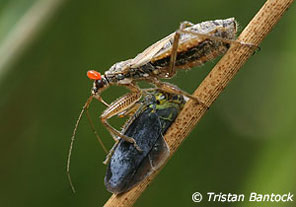 Nabis flavomarginatus