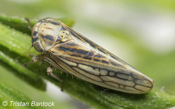 Dryodurgades antoniae