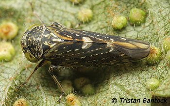 Idiocerus heydenii