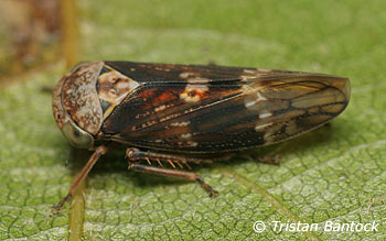 Idiocerus ribauti