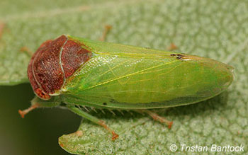 Iassus scutellaris