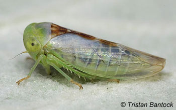 Idiocerus ustulatus