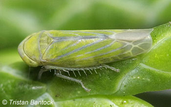 Liguropia juniperi
