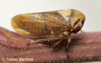 Macropsis megerlei