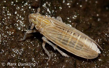 Prokelisia marginata