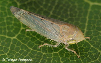 Synophropsis lauri