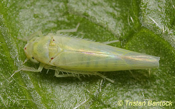 Zygina nivea