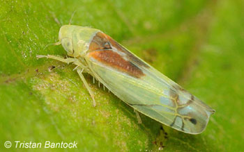 Zyginella pulchra